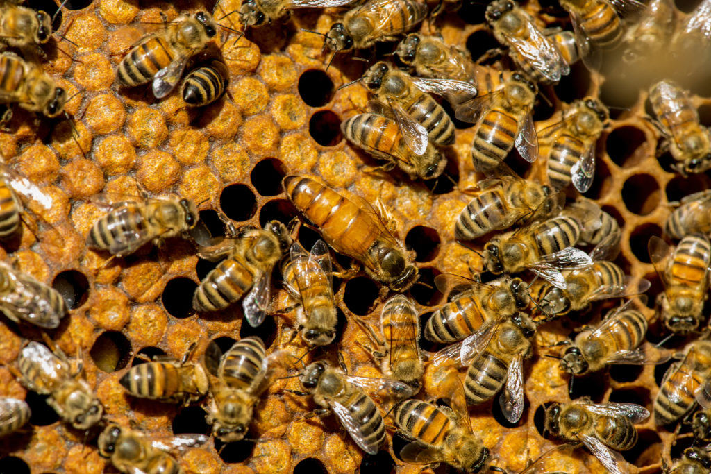 Buckfast Biene Königin