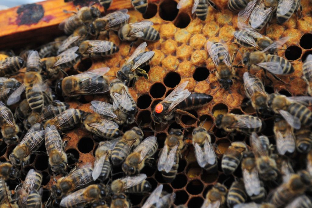  Königin Dunkle Biene kaufen