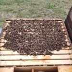 Buckfast Bienenvolk