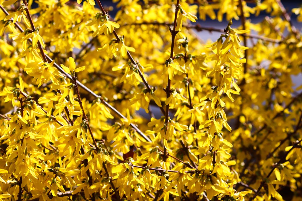 Forsythia