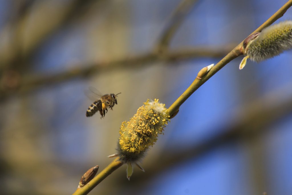 Salix caprea